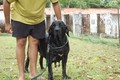 Matriz - Fila Brasileiro Preto - Canil Singular - Camila Pitanga